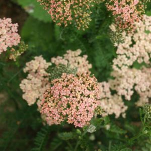 achillea-millefolium