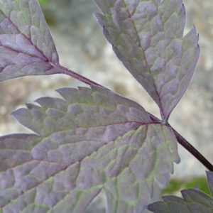 actaea-atropurpurea