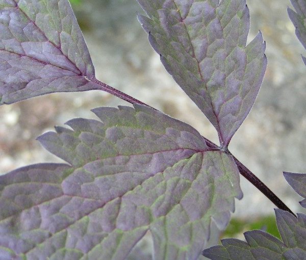 actaea-atropurpurea