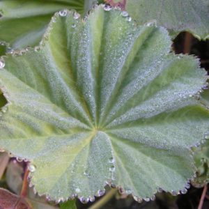 alchemilla-mollis