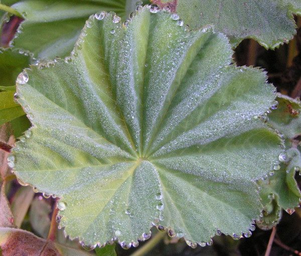 alchemilla-mollis