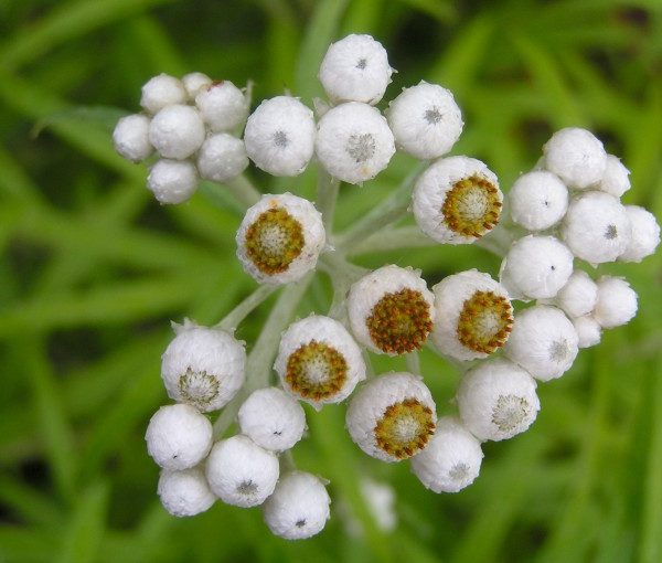 anaphalis-margaritacea