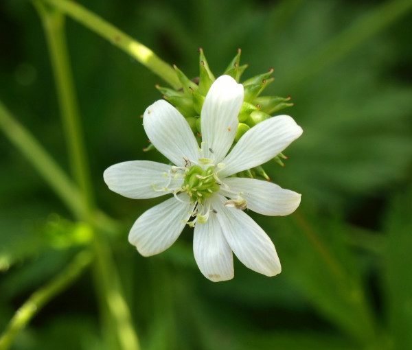 anemone-leveillei