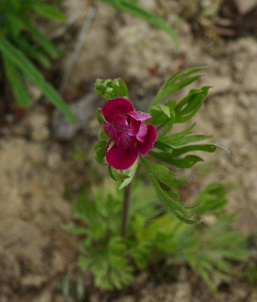 anemone-multifida-rubra-