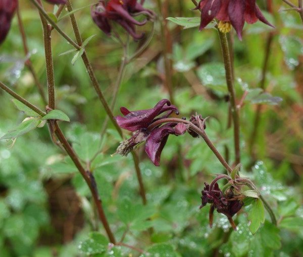 aquilegia-atrata