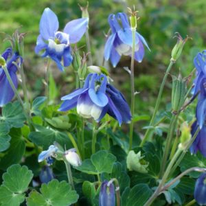 aquilegia-flabellata