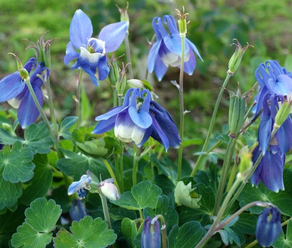 aquilegia-flabellata