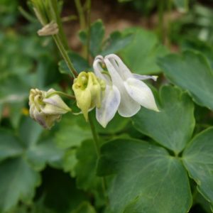 aquilegia-flabellata-alba