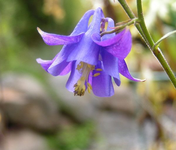 aquilegia-vulgaris