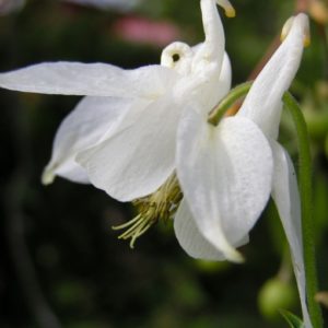 aquilegia-vulgaris-alba
