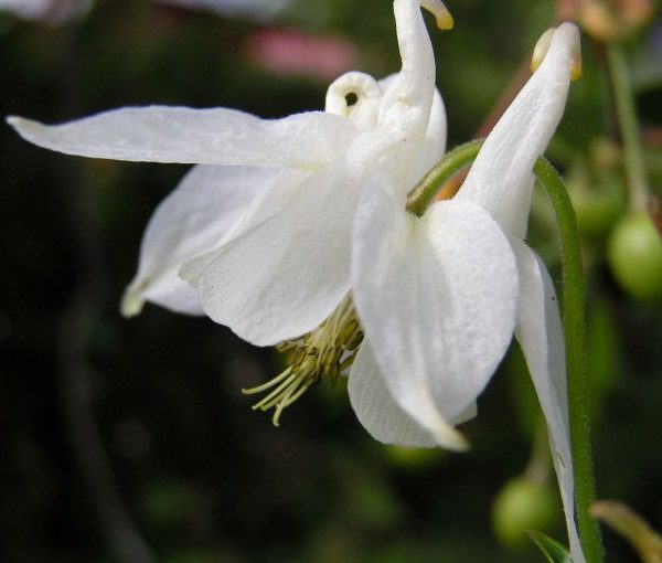 aquilegia-vulgaris-alba