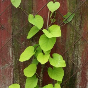 aristolochia-durior