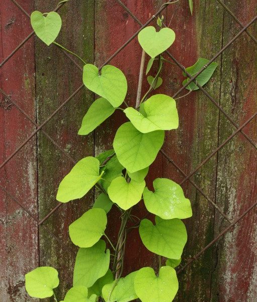 aristolochia-durior