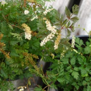 aruncus-aethusifolius