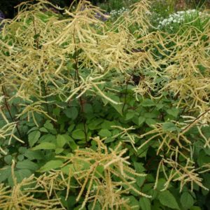 aruncus-dioicus