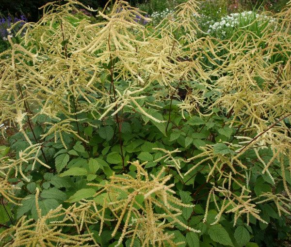 aruncus-dioicus