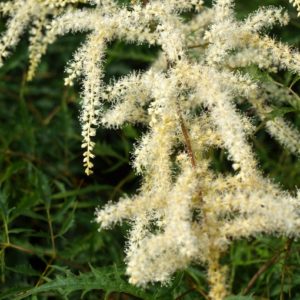 aruncus-kneiffii