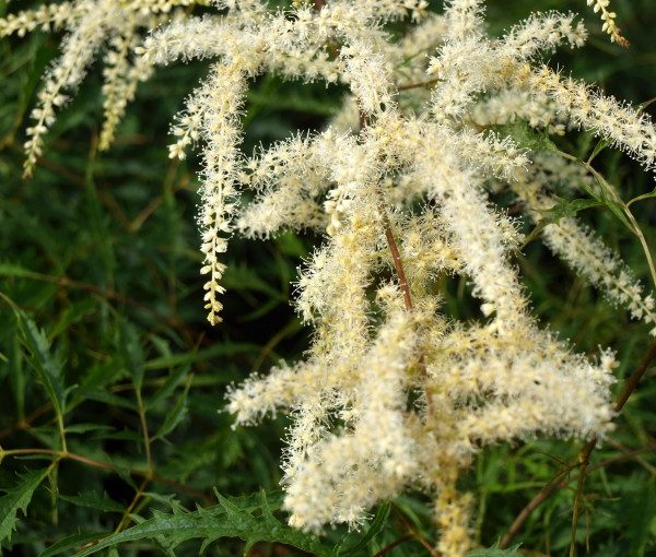 aruncus-kneiffii