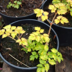 astilbe-colour-flash-lime