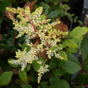 astilbe-rock-and-roll