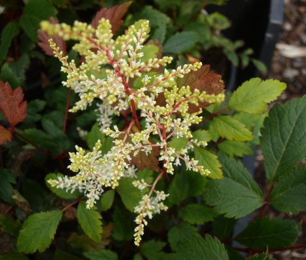 astilbe-rock-and-roll