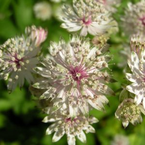 astrantia-major