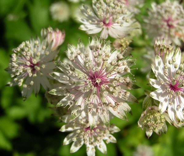 astrantia-major