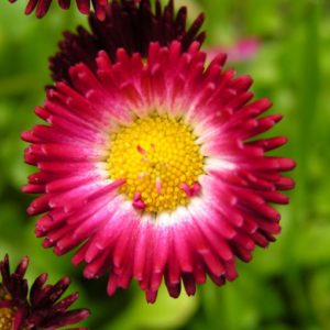 bellis-perennis