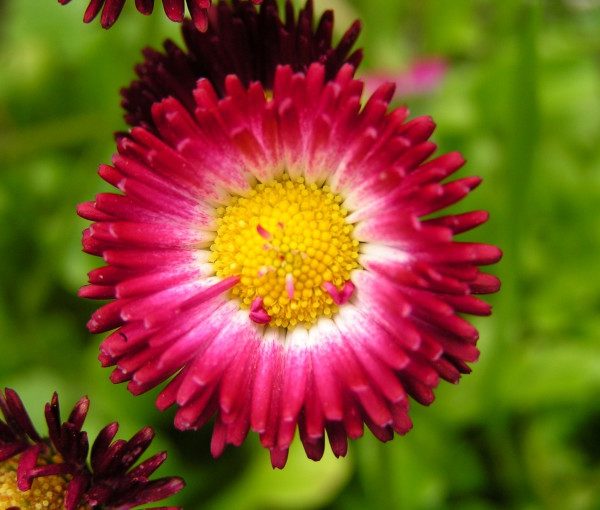 bellis-perennis