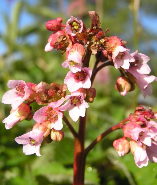 bergenia-sp