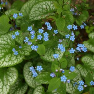 brunnera-macrophylla-jack-frost