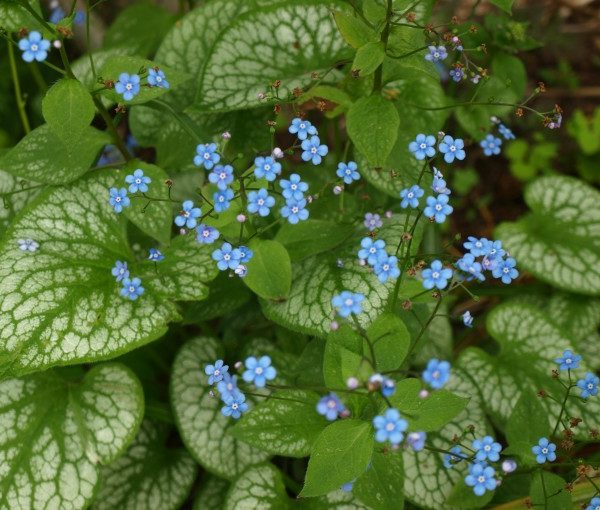 brunnera-macrophylla-jack-frost