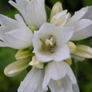 campanula-glomerata-alba