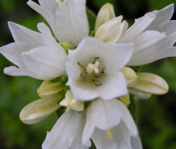 campanula-glomerata-alba