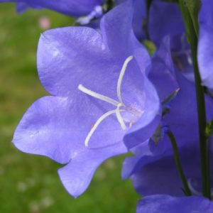 campanula-persicifolia