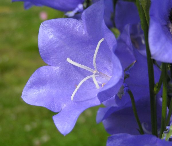 campanula-persicifolia