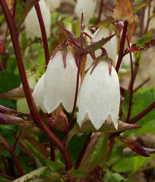 campanula-punctata-alba