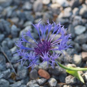 centaurea-montana