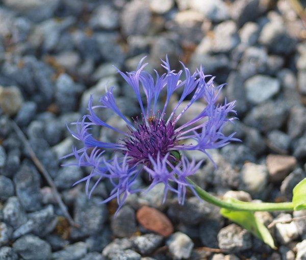 centaurea-montana