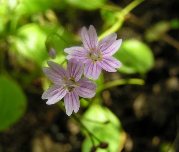 claytonia-sibirica