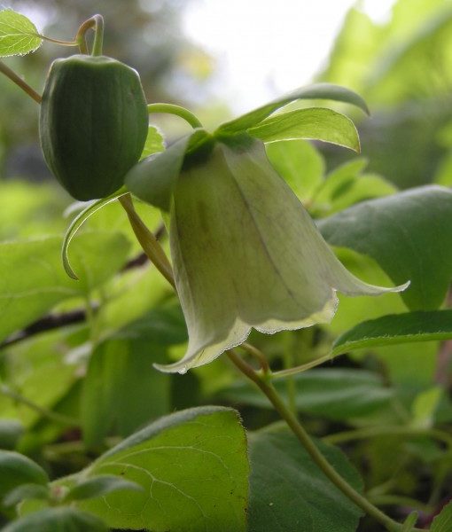codonopsis-viridiflora