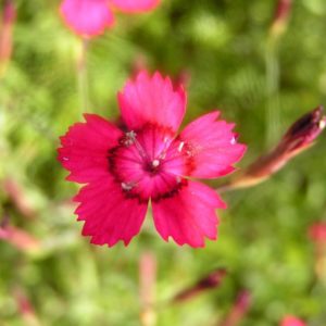 dianthus-deltoides-nelli