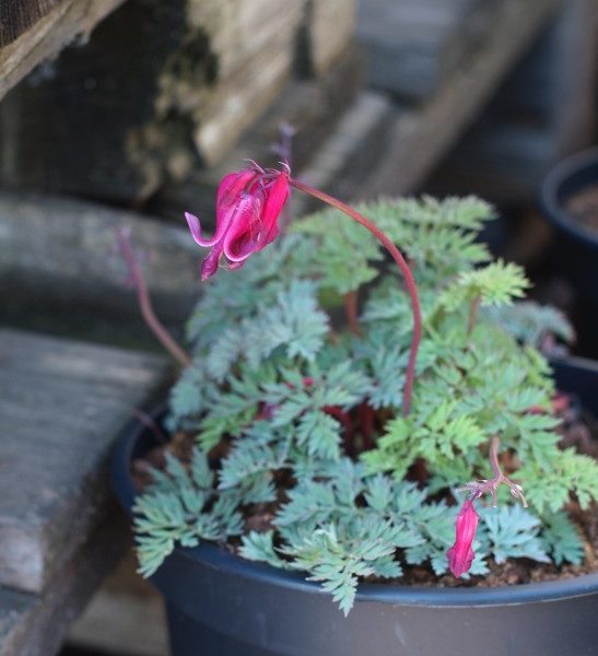 dicentra-candy-hearts