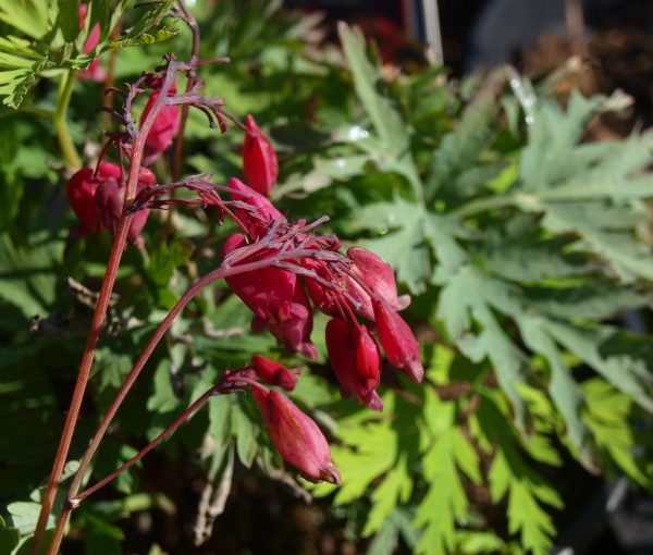 dicentra-formosa-bacchanal