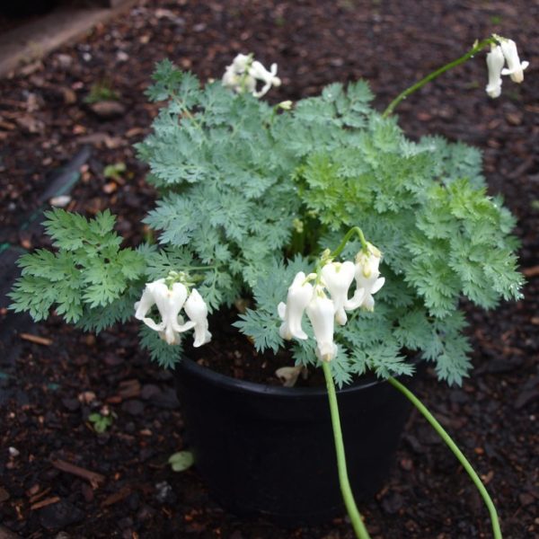 dicentra-ivory-hearts