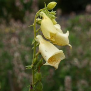 digitalis-dwarf-temple-bells