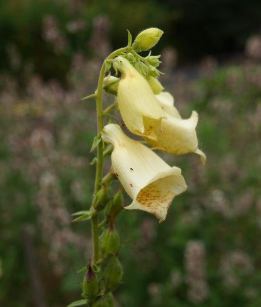 digitalis-dwarf-temple-bells