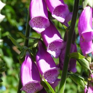 digitalis-purpurea