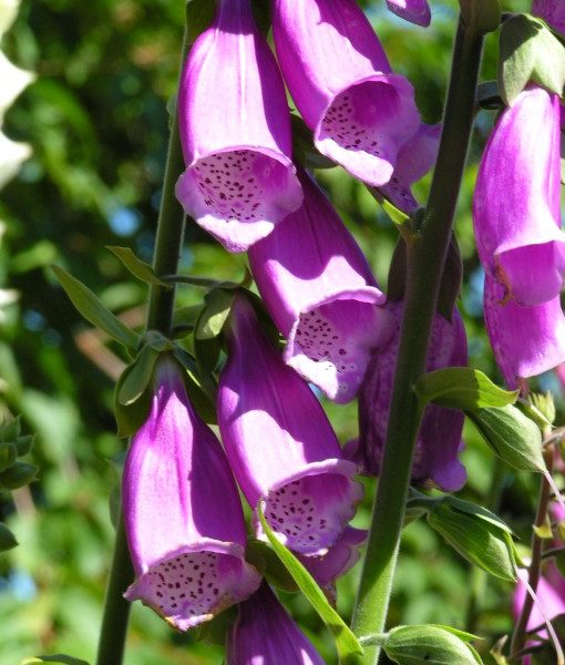 digitalis-purpurea