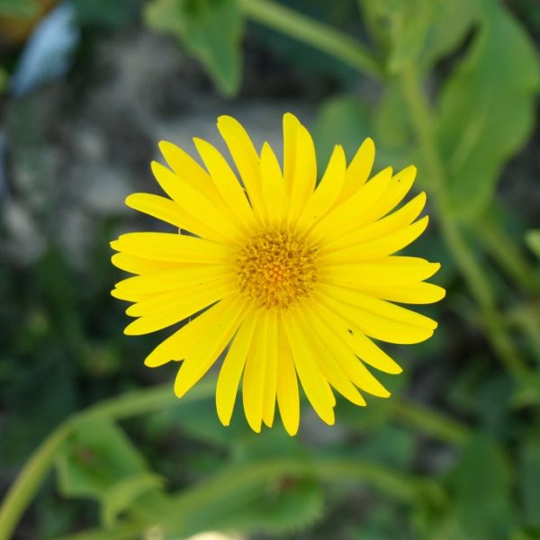 doronicum-orientale